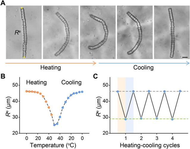 2023-Jun: Paper on biomimetic thermoresponsive superstructures by soft-hard colloidal co-assembly is published on Sci. Adv.!